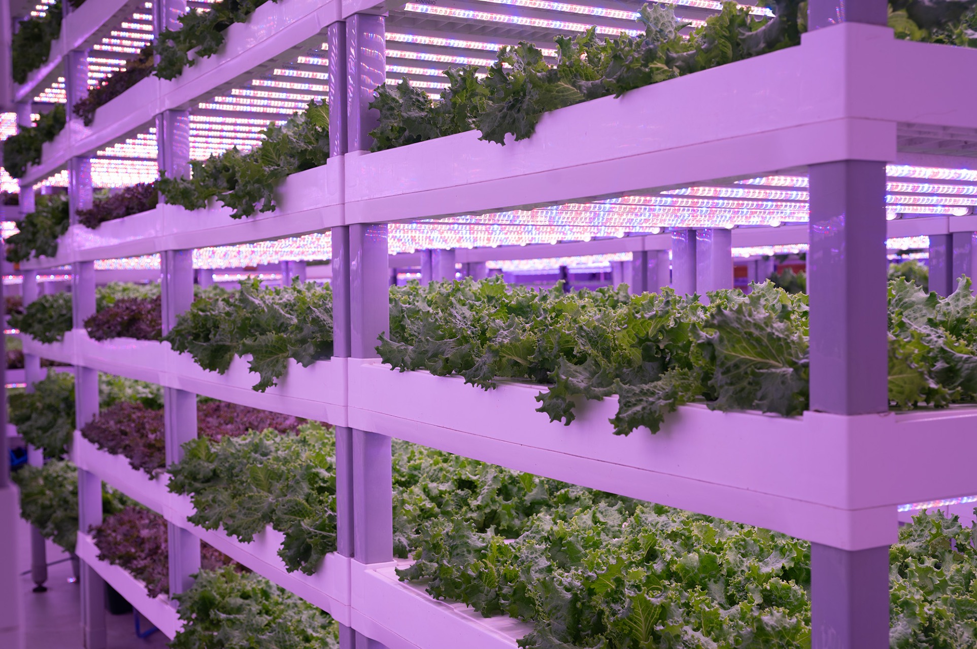 『はこひめ』栽培の様子の写真