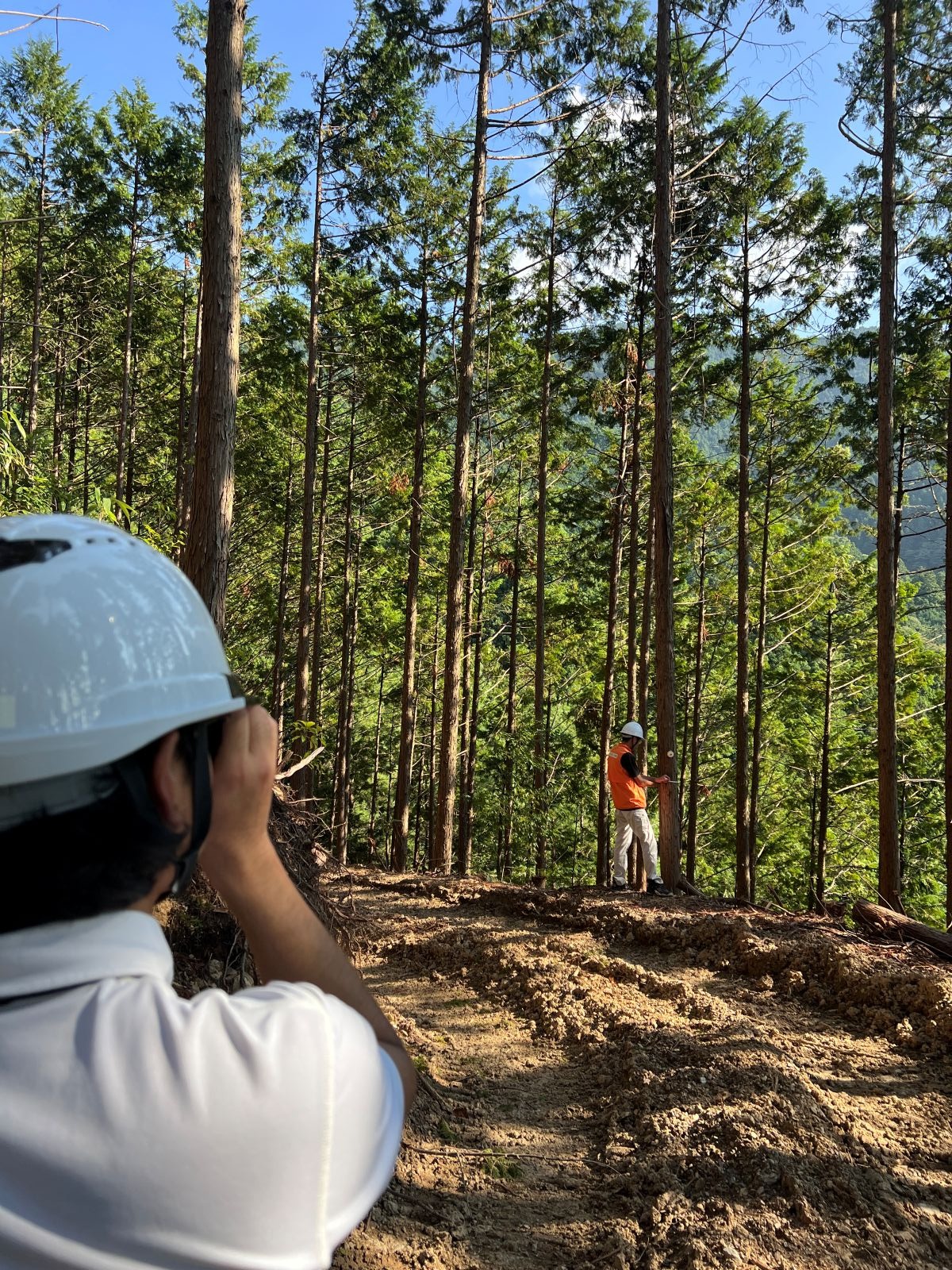 森林で測量する写真