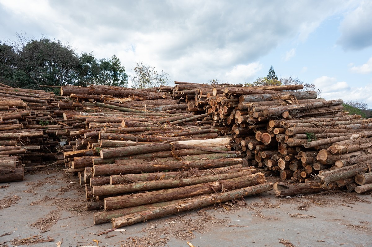 積まれた丸太の写真