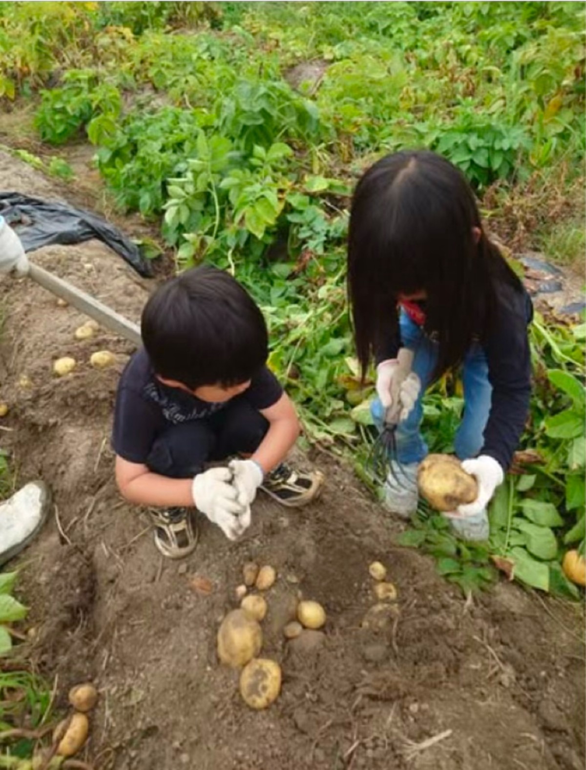 子どもたちが野菜を収穫する様子